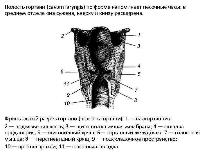 Части полости гортани