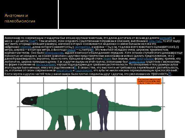 Анатомия и палеобиология Анкилозавр по современным стандартам был весьма крупным животным, его длина достигала