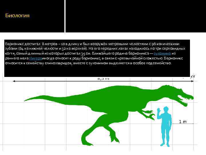 Биология Барионикс достигал 8 метров – 10 в длину и был вооружён метровыми челюстями