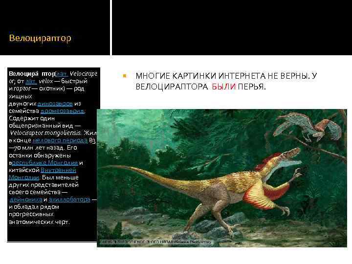 Велоцираптор Велоцира птор (лат. Velocirapt or; от лат. velox — быстрый и raptor —