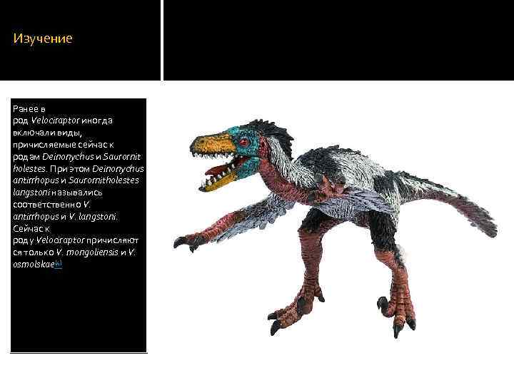 Изучение Ранее в род Velociraptor иногда включали виды, причисляемые сейчас к родам Deinonychus и