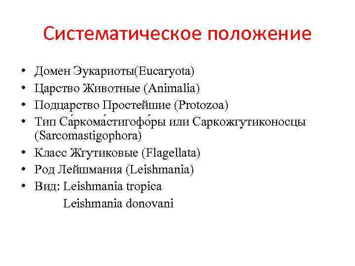 Систематическое положение • • Домен Эукариоты(Eucaryota) Царство Животные (Animalia) Подцарство Простейшие (Protozoa) Тип Са