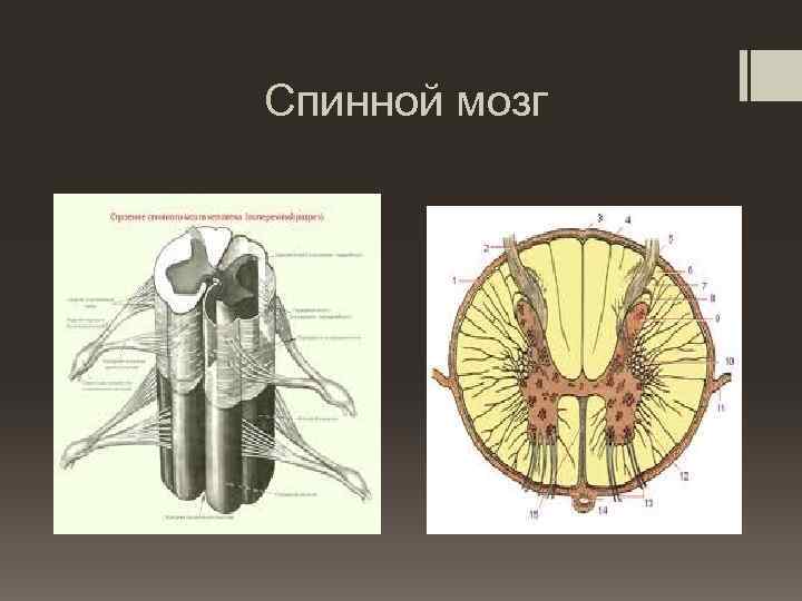 Спинной мозг 