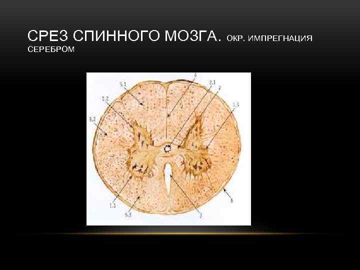 СРЕЗ СПИННОГО МОЗГА. СЕРЕБРОМ ОКР. ИМПРЕГНАЦИЯ 