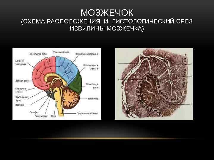 МОЗЖЕЧОК (СХЕМА РАСПОЛОЖЕНИЯ И ГИСТОЛОГИЧЕСКИЙ СРЕЗ ИЗВИЛИНЫ МОЗЖЕЧКА) 