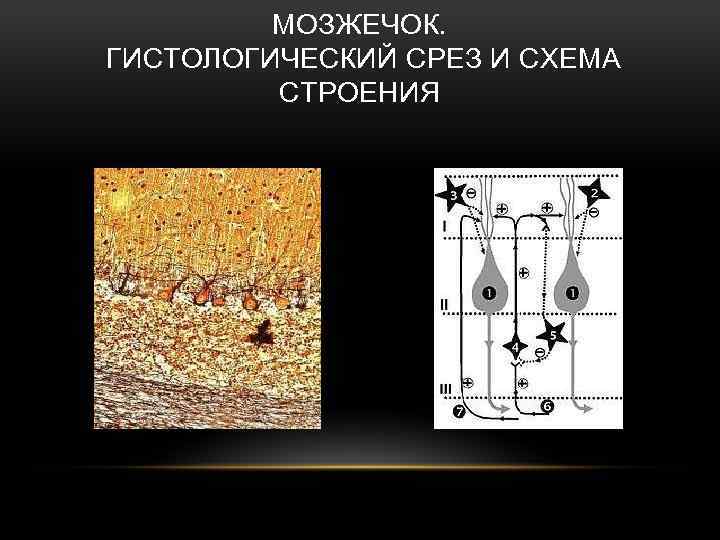 МОЗЖЕЧОК. ГИСТОЛОГИЧЕСКИЙ СРЕЗ И СХЕМА СТРОЕНИЯ 