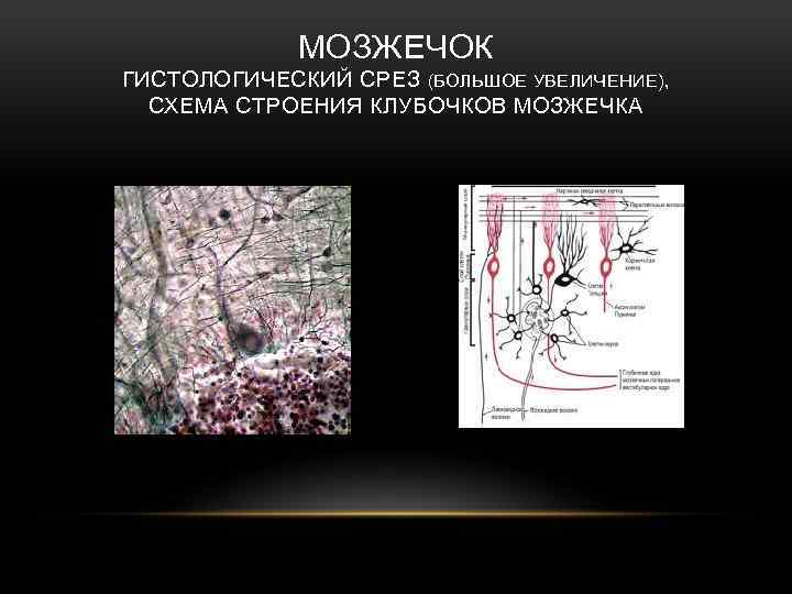 МОЗЖЕЧОК ГИСТОЛОГИЧЕСКИЙ СРЕЗ (БОЛЬШОЕ УВЕЛИЧЕНИЕ), СХЕМА СТРОЕНИЯ КЛУБОЧКОВ МОЗЖЕЧКА 