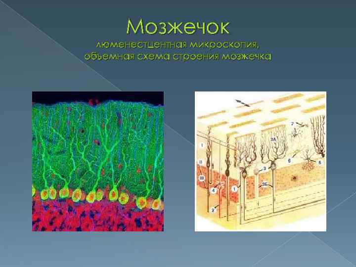 Мозжечок люменестцентная микроскопия, объемная схема строения мозжечка 