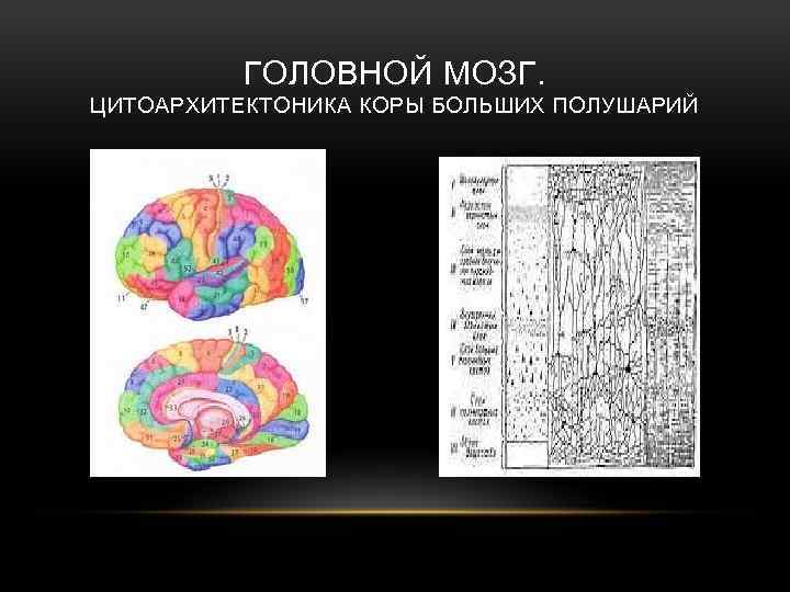 Кору и полушария в головном мозге имеют. Цитоархитектоника коры головного мозга. Цитоархитектоническое строение коры головного мозга. Цитоархитектоника коры большого мозга. Понятие о цитоархитектонике коры головного мозга.