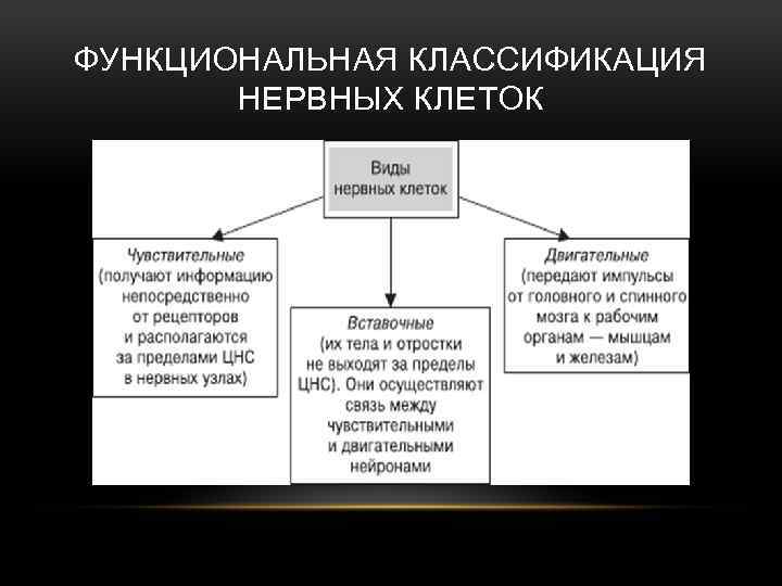 ФУНКЦИОНАЛЬНАЯ КЛАССИФИКАЦИЯ НЕРВНЫХ КЛЕТОК 