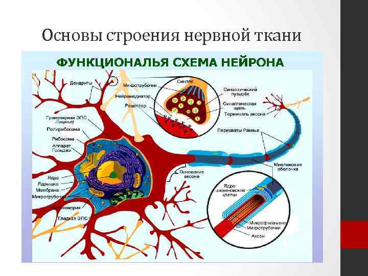 Основы строения нервной ткани 