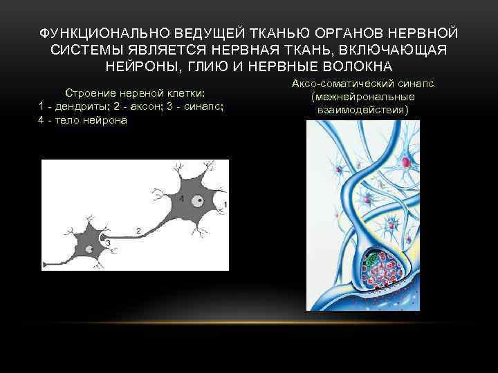 ФУНКЦИОНАЛЬНО ВЕДУЩЕЙ ТКАНЬЮ ОРГАНОВ НЕРВНОЙ СИСТЕМЫ ЯВЛЯЕТСЯ НЕРВНАЯ ТКАНЬ, ВКЛЮЧАЮЩАЯ НЕЙРОНЫ, ГЛИЮ И НЕРВНЫЕ