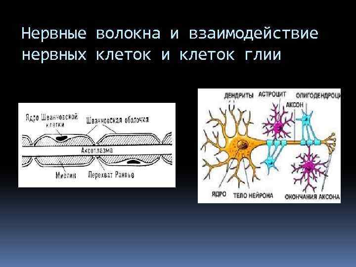 Нервные волокна и взаимодействие нервных клеток и клеток глии 