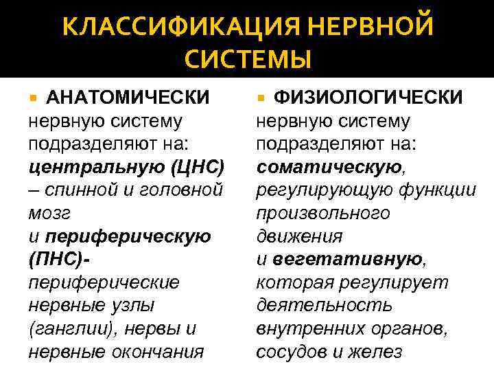 КЛАССИФИКАЦИЯ НЕРВНОЙ СИСТЕМЫ АНАТОМИЧЕСКИ нервную систему подразделяют на: центральную (ЦНC) – спинной и головной