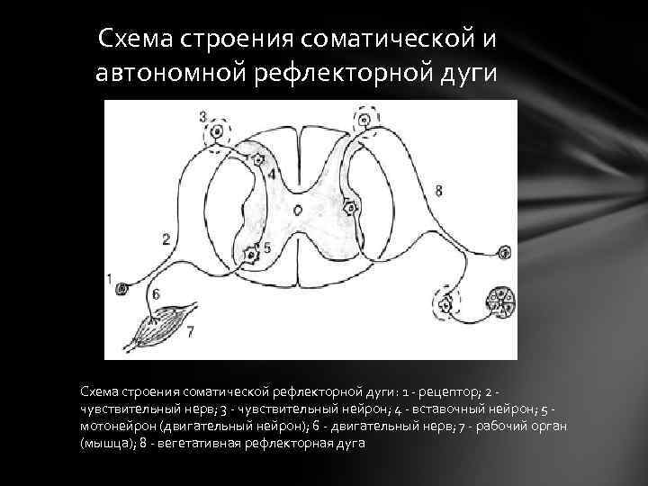 Схема строения соматической и автономной рефлекторной дуги Схема строения соматической рефлекторной дуги: 1 -