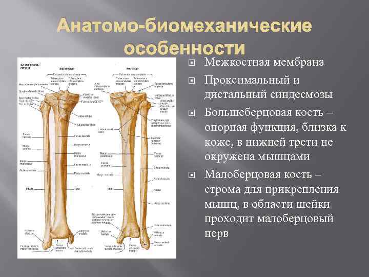 Метафиз плечевой кости