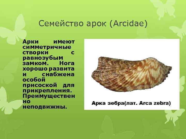 Семейство арок (Arcidae) Арки имеют симметричные створки с равнозубым замком. Нога хорошо развита и