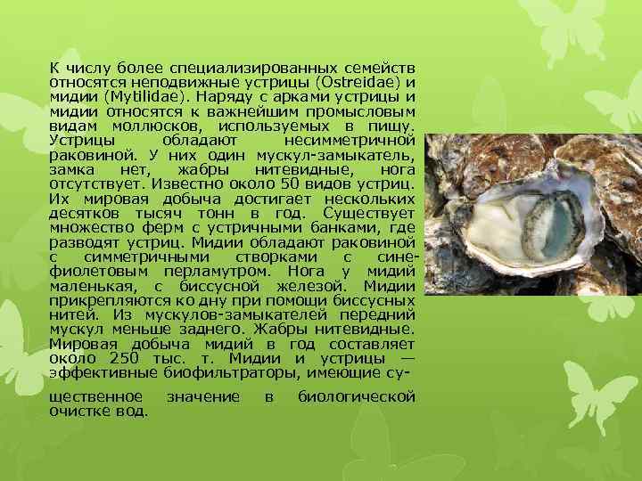 К числу более специализированных семейств относятся неподвижные устрицы (Ostreidae) и мидии (Mytilidae). Наряду с