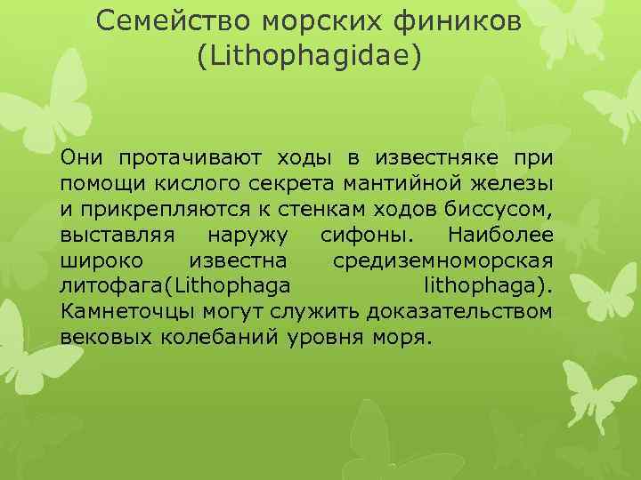 Семейство морских фиников (Lithophagidae) Они протачивают ходы в известняке при помощи кислого секрета мантийной