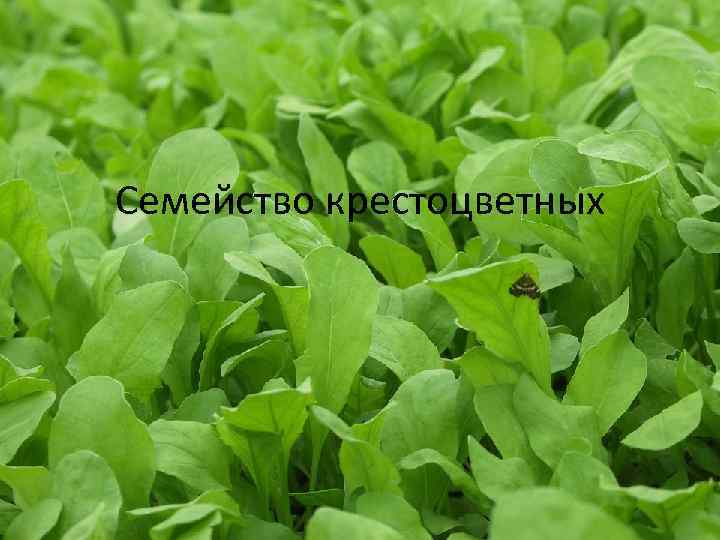 Семейство крестоцветных 