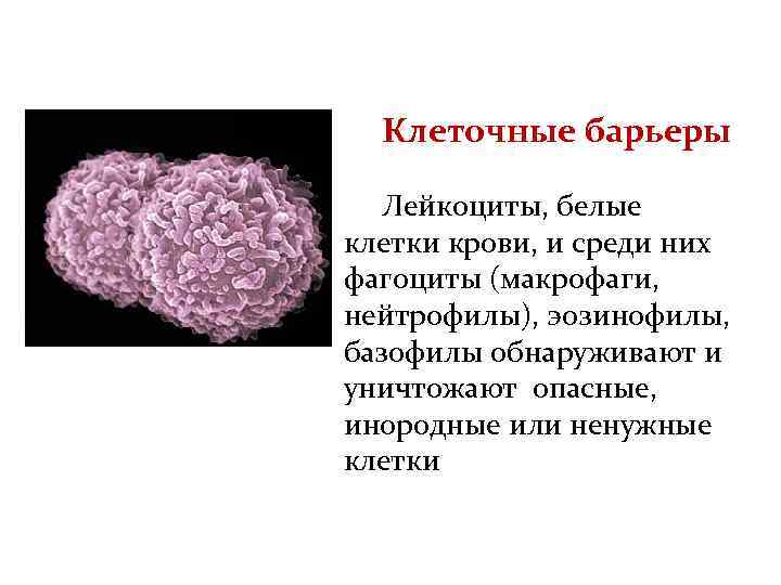Клеточные барьеры Лейкоциты, белые клетки крови, и среди них фагоциты (макрофаги, нейтрофилы), эозинофилы, базофилы