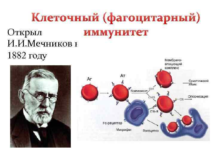Клеточный (фагоцитарный) Открыл иммунитет И. И. Мечников в 1882 году 