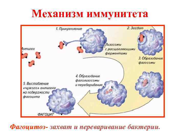 Механизм иммунитета Фагоцитоз- захват и переваривание бактерии 