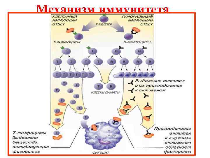 Механизм иммунитета 