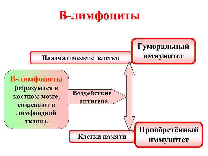 В-лимфоциты Плазматические клетки Гуморальный иммунитет В-лимфоциты (образуются в костном мозге, созревают в лимфоидной ткани).