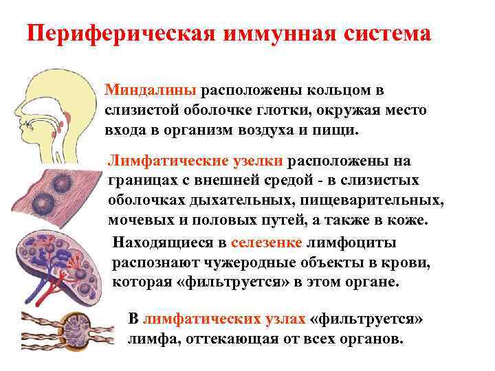 Периферическая иммунная система Миндалины расположены кольцом в слизистой оболочке глотки, окружая место входа в