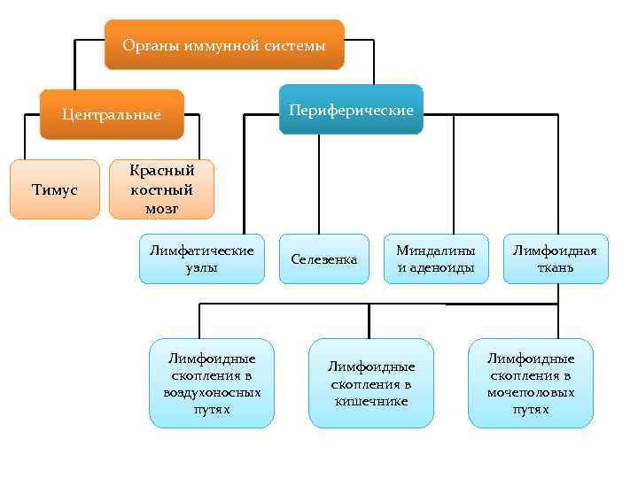 Органы иммунной системы Периферические Центральные Тимус Красный костный мозг Лимфатические узлы Лимфоидные скопления в