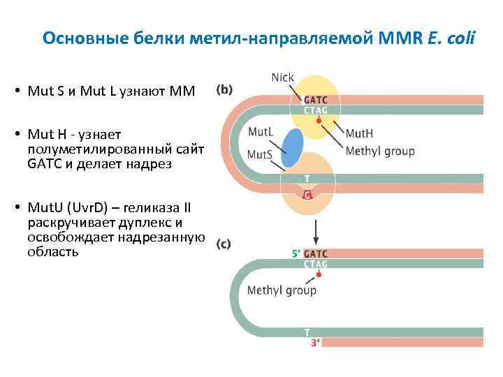 Основные белки метил-направляемой MMR E. coli • Mut S и Mut L узнают ММ