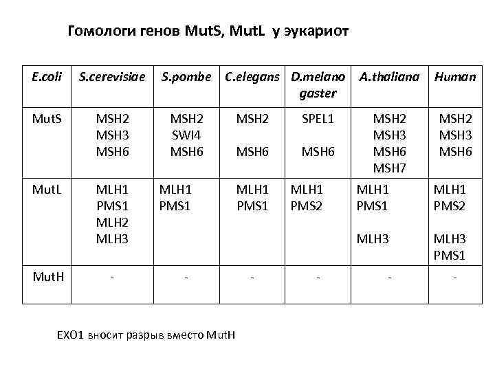 Гомологи генов Mut. S, Mut. L у эукариот E. coli S. cerevisiae Mut. S