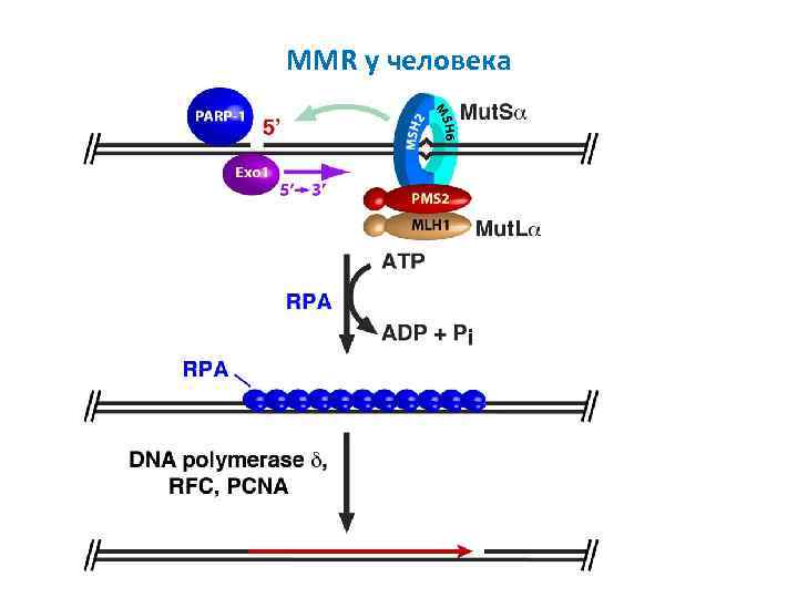 MMR у человека 