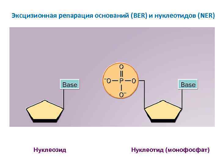 Эксцизионная репарация оснований (BER) и нуклеотидов (NER) Нуклеозид Нуклеотид (монофосфат) 