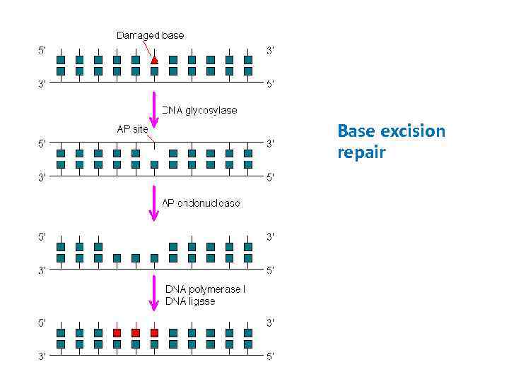 Base excision repair 