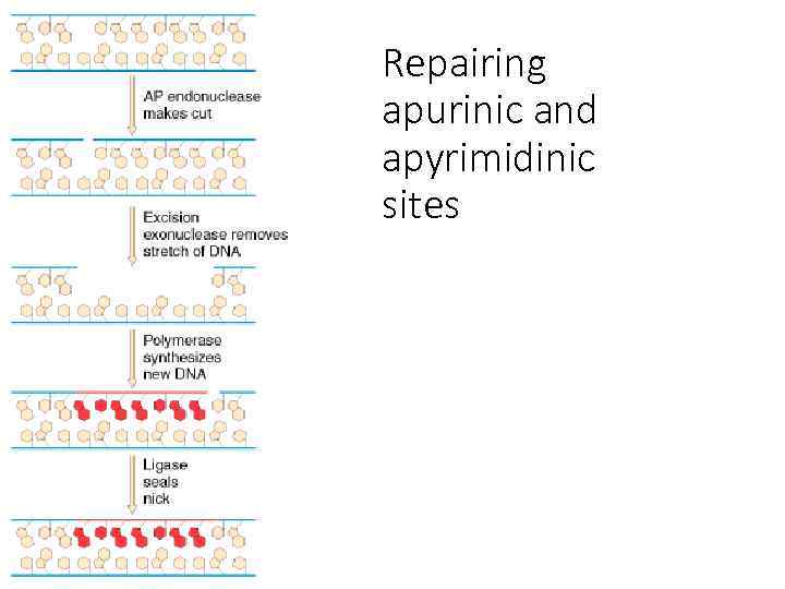 Repairing apurinic and apyrimidinic sites 