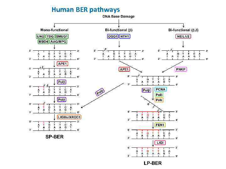 Human BER pathways 