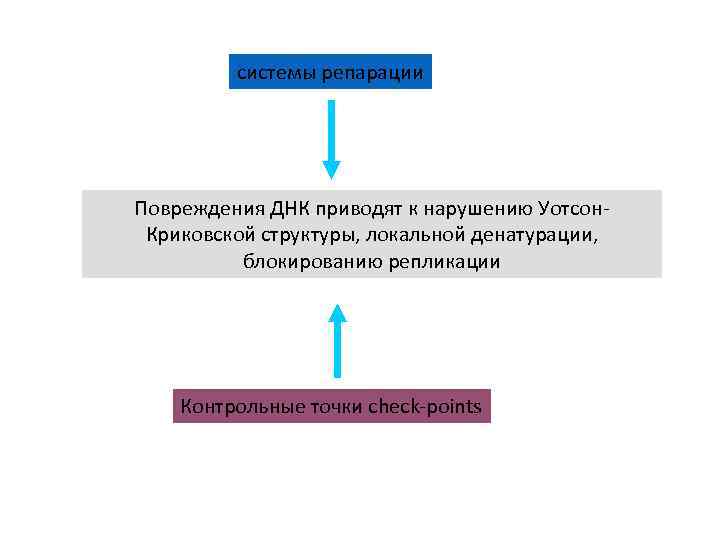 системы репарации Повреждения ДНК приводят к нарушению Уотсон. Криковской структуры, локальной денатурации, блокированию репликации