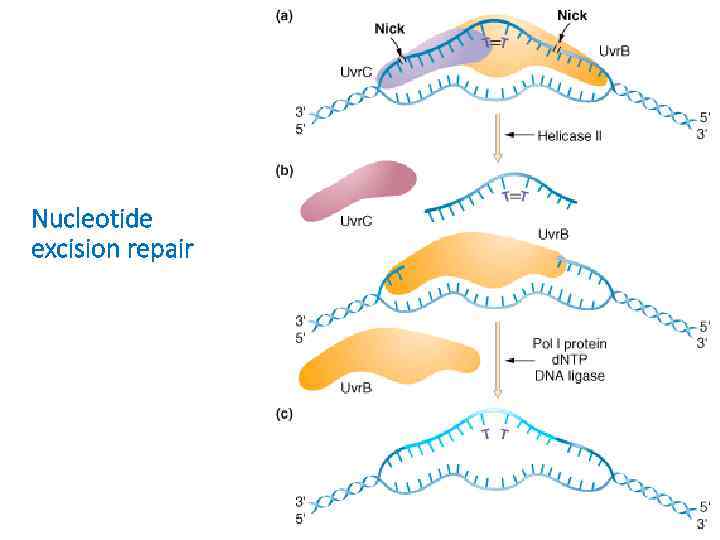 Nucleotide excision repair 