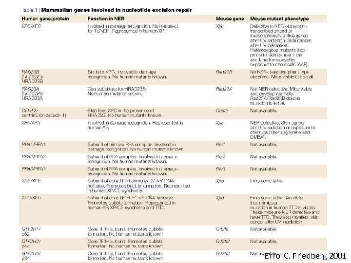 Errol C. Friedberg 2001 