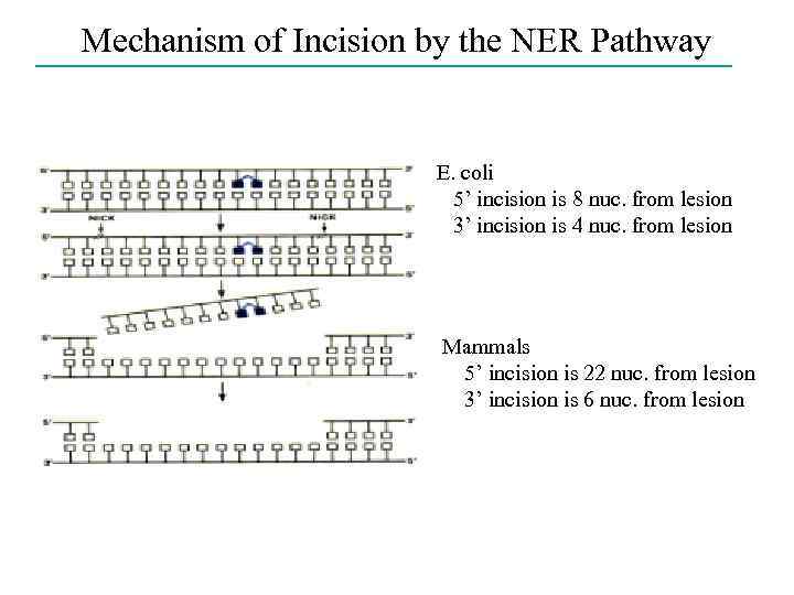 Mechanism of Incision by the NER Pathway E. coli 5’ incision is 8 nuc.