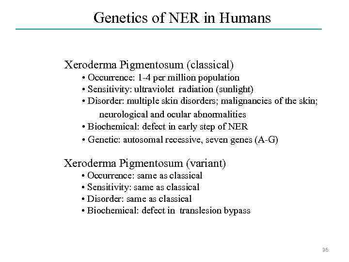 Genetics of NER in Humans Xeroderma Pigmentosum (classical) • Occurrence: 1 -4 per million