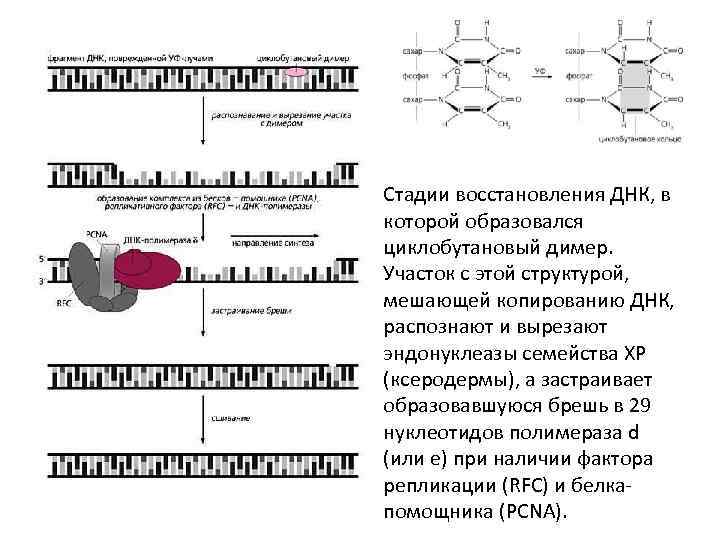 Стадии восстановления ДНК, в которой образовался циклобутановый димер. Участок с этой структурой, мешающей копированию