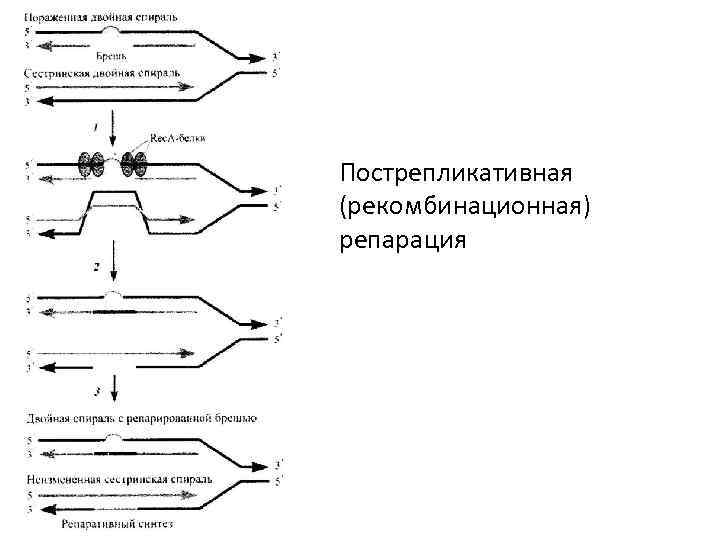 Рекомбинационная репарация