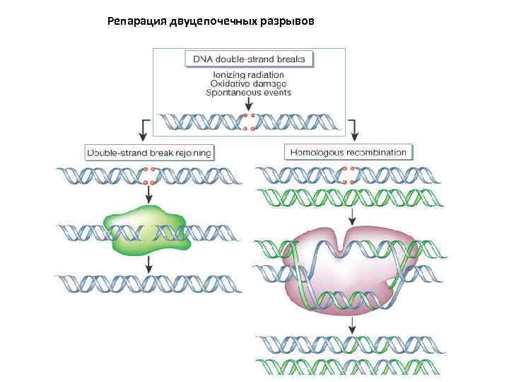Репарация двуцепочечных разрывов 