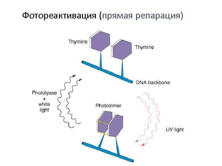 Фотореактивация (прямая репарация) 