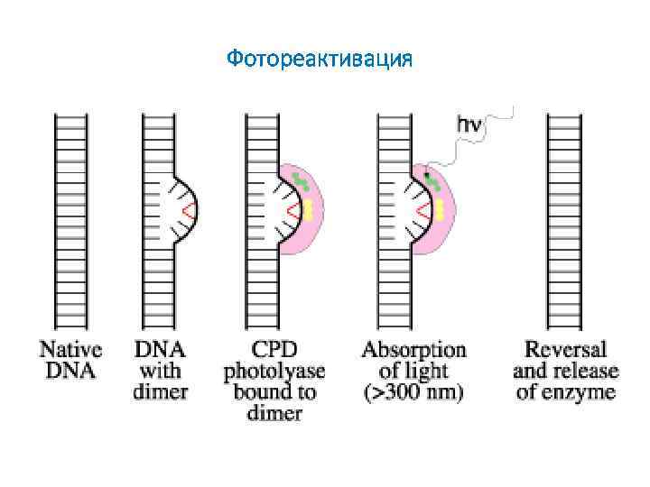 Фотореактивация 