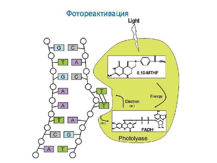 Днк телефон