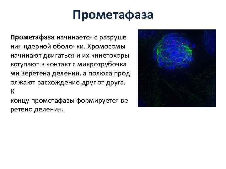 Прометафаза начинается с разруше ния ядерной оболочки. Хромосомы начинают двигаться и их кинетохоры вступают